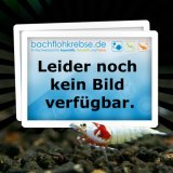 Gr�nfutter f�r Herbivore 100gr. Frostfutter