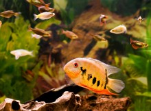 Aquarium mit Fischen