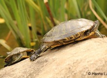 Wasserschildkröten