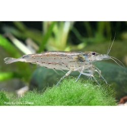 Amanogarnele im Aquarium