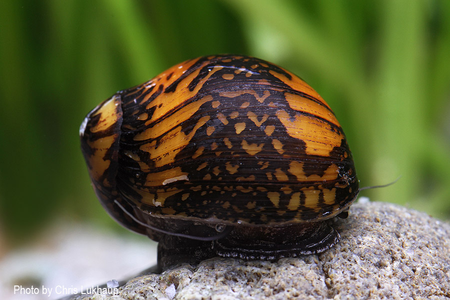 Variable Rennschnecke Batikschnecke