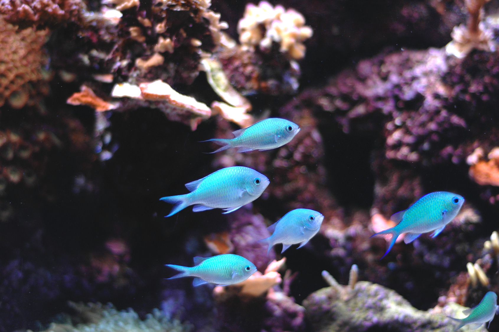 Schlafende Fische im Aquarium