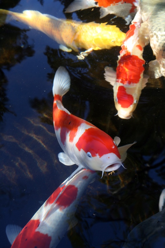 Japanischer Koi Karpfen im Teich