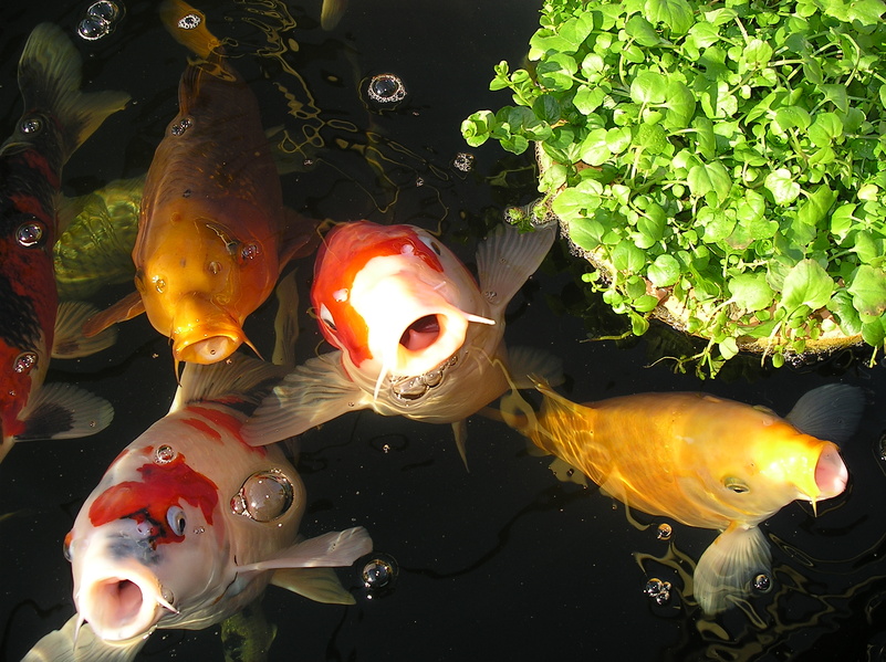 4 Koi im Teich bei Fütterung