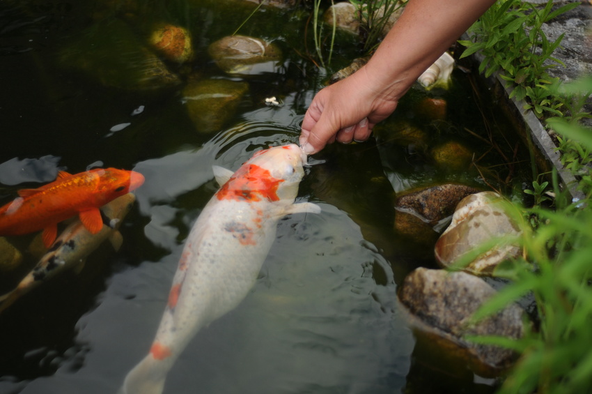 Koi Karpfen im Teich