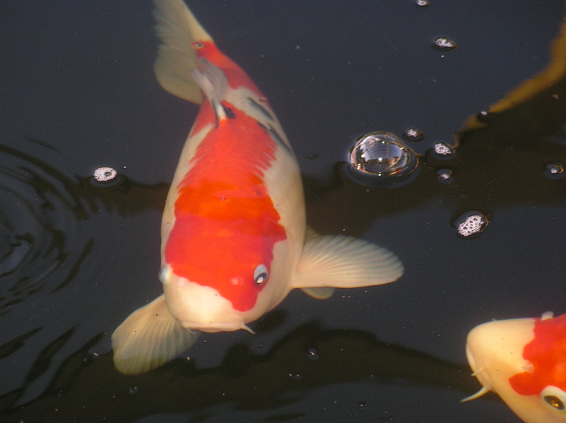 Japanischer Koi Karpfen im Teich