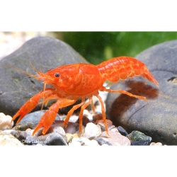 Orangener Zwergkrebs CPO im Aquarium