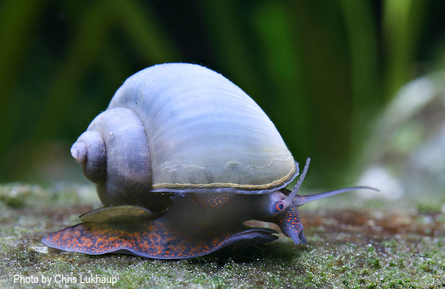 Blaue Apfelschnecke, Infos zu Haltung, Zucht, Futter im Aquarium