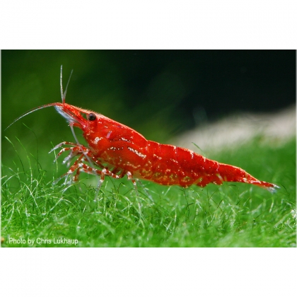 Red Fire Sakura Zwerggarnele im Aquarium