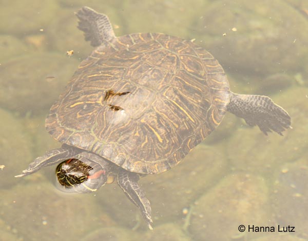 Schwimmende Wasserschildkröte