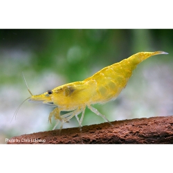 Yellow Fire Zwerggarnele im Aquarium