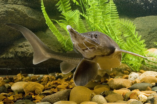 Fische im Aquarium