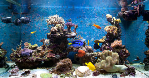 Aquarium innen mit guter Wasserqualitt