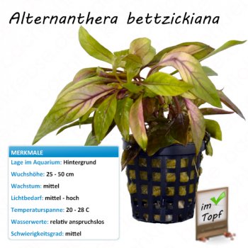 Alternanthera bettzickiana im Topf