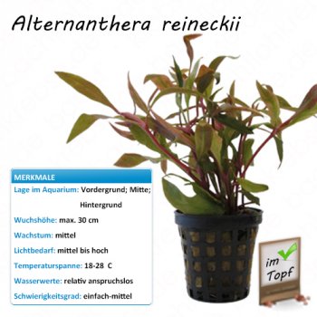 Alternanthera reineckii im Topf