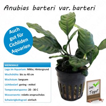 Anubias barteri var. barteri im Topf