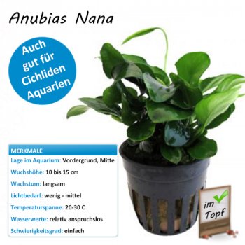 Anubias Nana im Topf