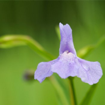 Blaue Gauklerblume - Mimulus ringens