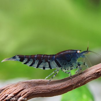 Blaue Tigergarnele - DNZ Deutsche nachzucht. OE