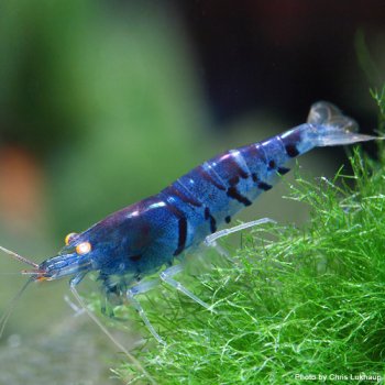 Blaue Tigergarnele - DNZ Deutsche nachzucht. OE