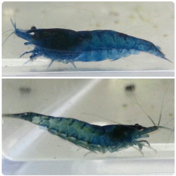 Blue Velvet / Blue Dream Zwerggarnele - Neocaridina davidi