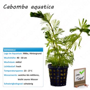 Cabomba aquatica im Topf