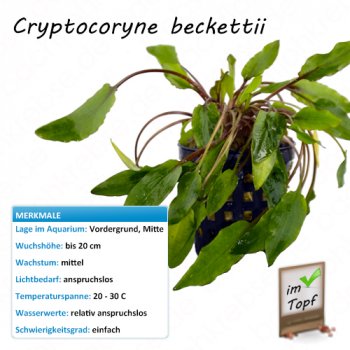 Cryptocoryne beckettii im Topf