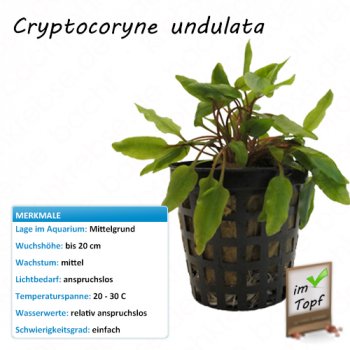 Cryptocoryne undulata im Topf