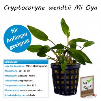 Cryptocoryne wendtii Mi Oya im Topf