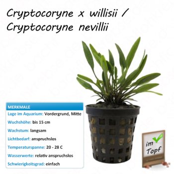 Cryptocoryne x willisii / Cryptocoryne nevillii im Topf