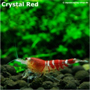Kristallrote Zwerggarnele / Red Bee K2-K4