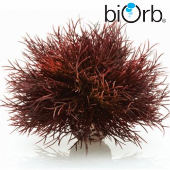 Seelilie Dekoration für biOrb Aquarien