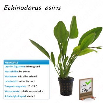 Echinodorus osiris im Topf