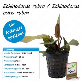 Echinodorus rubra / Echinodorus osiris rubra im Topf