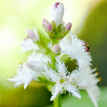 Fieberklee - Menyanthes trifoliata