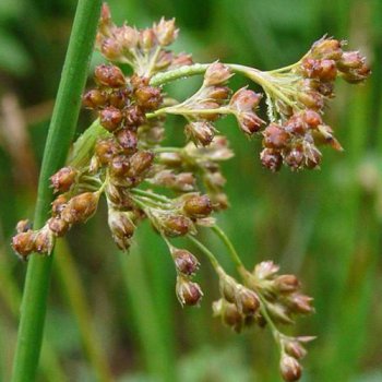 Flatterbinse - Juncus effusus