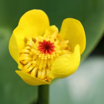Gelbe Teichrose / Seerose - Nuphar lutea