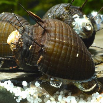 Haarige Turmdeckelschnecke