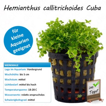 Hemianthus callitrichoides Cuba in Vitro Pflanze