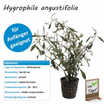 Hygrophila angustifolia im Topf