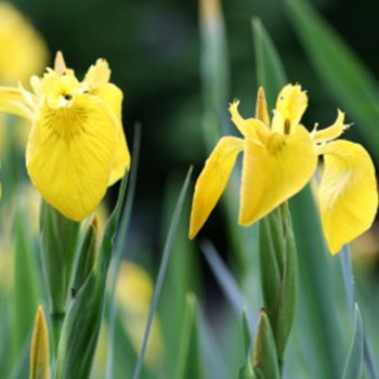 Wasserschwertlilie / Wasseriris - Iris pseudoacorus