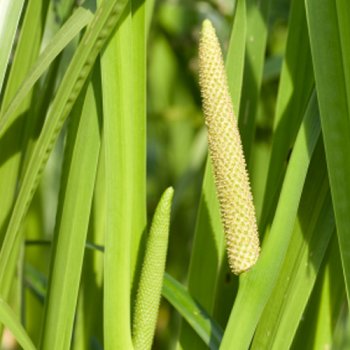 Kalmus - Acorus calamus