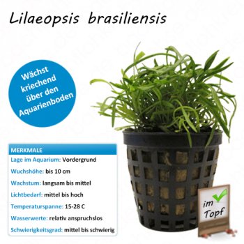 Lilaeopsis brasiliensis im Topf