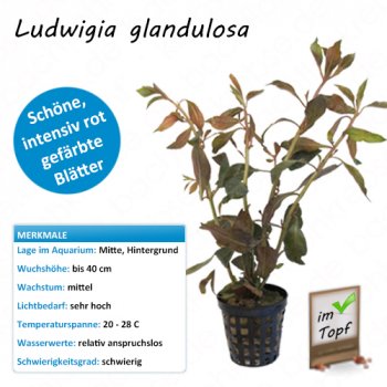Ludwigia glandulosa im Topf