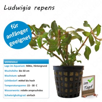 Ludwigia repens im Topf