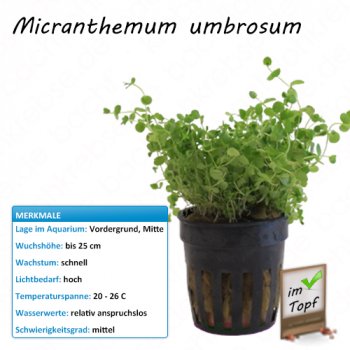 Micranthemum umbrosum im Topf