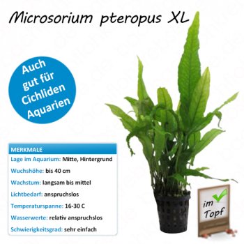 Microsorium pteropus XL im Topf