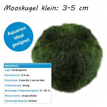 Mooskugel klein: 2-4 cm