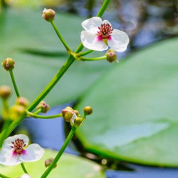 Gewhnliches Pfeilkraut - Sagittaria sagittifolia