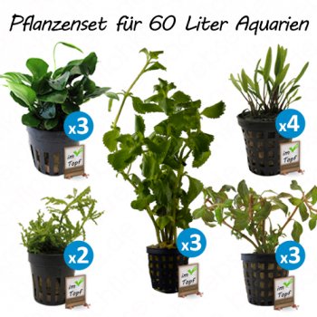 Pflanzenset für  60 Liter Aquarien